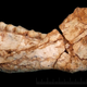 An almost complete mandible of an ancient adult H. sapiens. (Credit: Jean-Jacques Hublin, MPI-EVA, Leipzig)